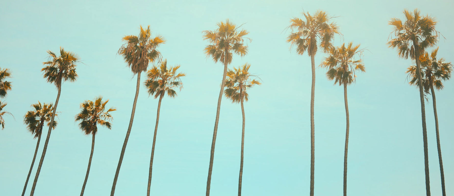 Sous le soleil de Californie