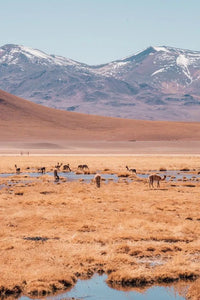 Nos adresses en Patagonie